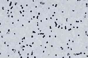 Линолеум Forbo Sphera Ec 450007 grey sky фото  | FLOORDEALER